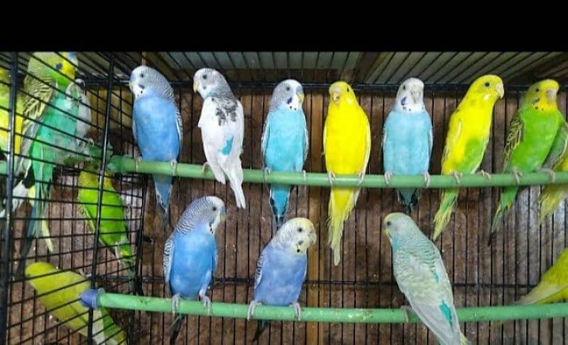 Australian parrot For sale 2