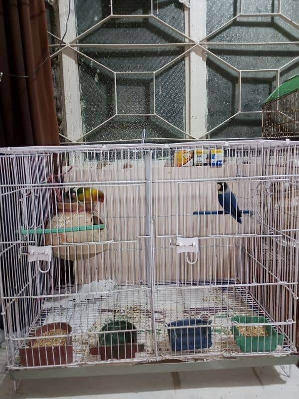 Cage (pinjra) without birds 0