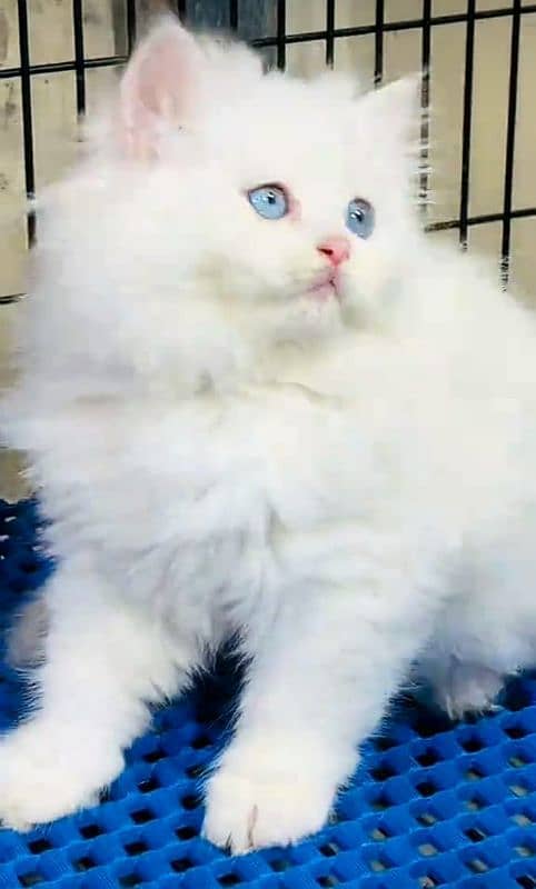 Cat/ Persian/ kittens/ Punch face/ triple coated/ 'Blue Eyes/ Baby/ 1