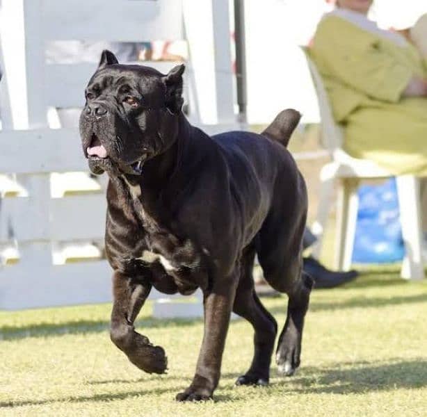 cane Corso only for stud sarvice not for sale 0