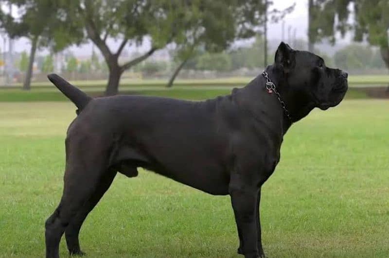 cane Corso only for stud sarvice not for sale 1