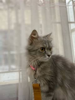 Grey Persian cat Urgent Sale