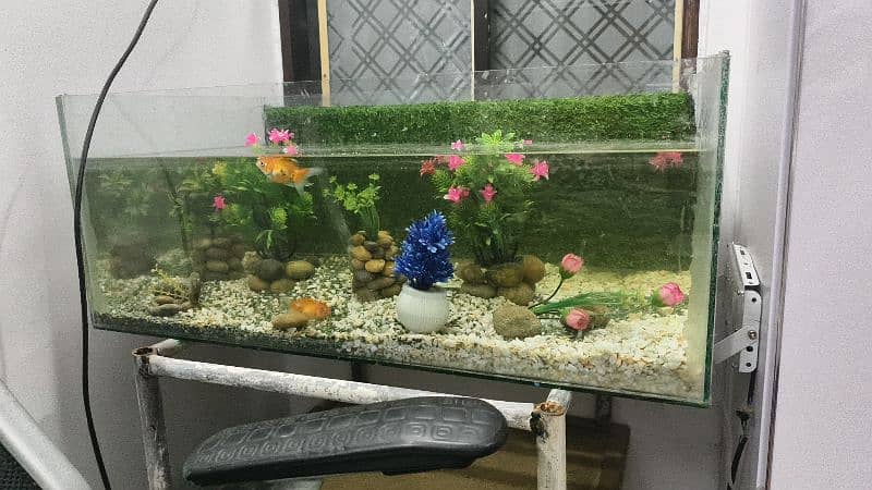 fish aquarium 2.6 fot 1