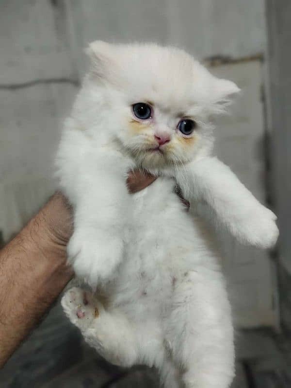 Cat/ Persian/ kittens/ Punch face/ triple coated-/ Blue Eyes/ Baby/ 2