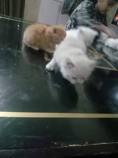 kittens for sale with mother