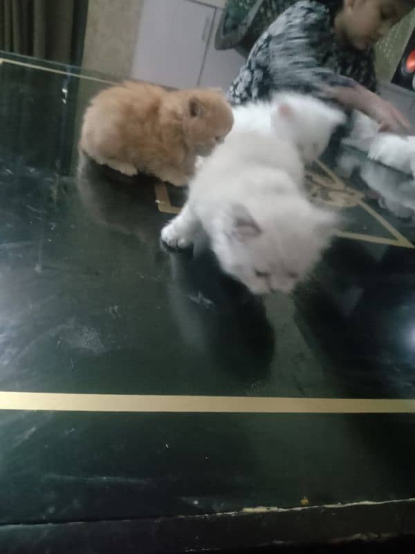 one months five  kittens for sale 0