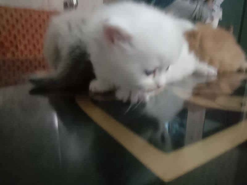 one months five  kittens for sale 1