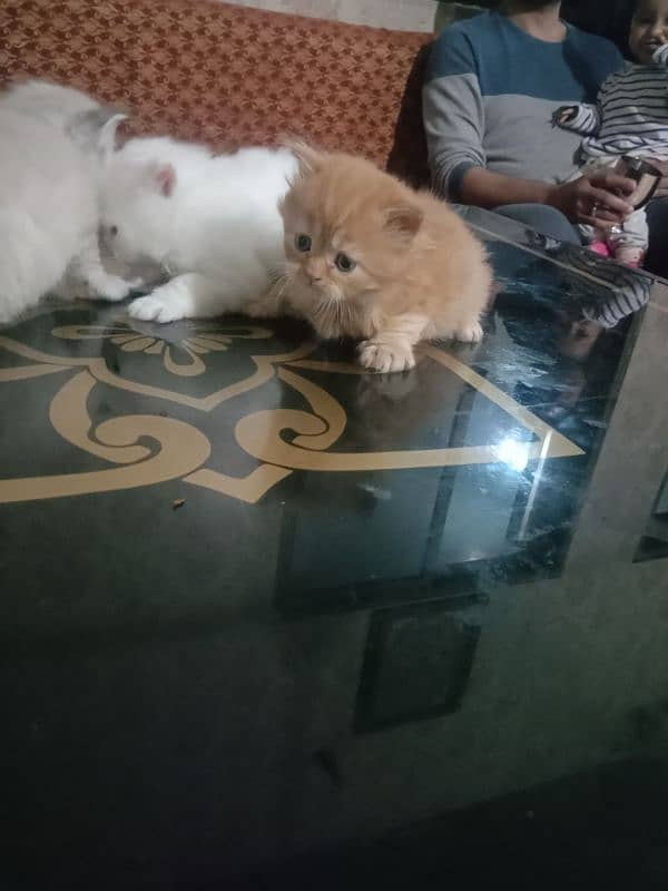 one months five  kittens for sale 4