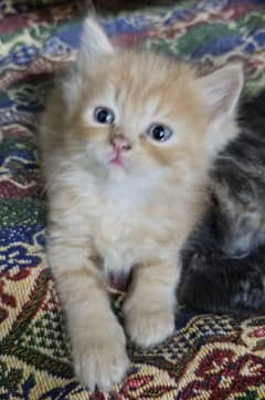 Persian Kitten Female