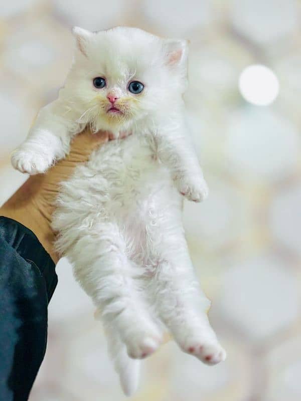 Cat/ Persian/ kittens/ Punch face/ triple coated/• Blue Eyes/ Baby/ 2