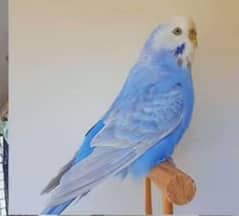 Required Rainbow Budgies (i need)