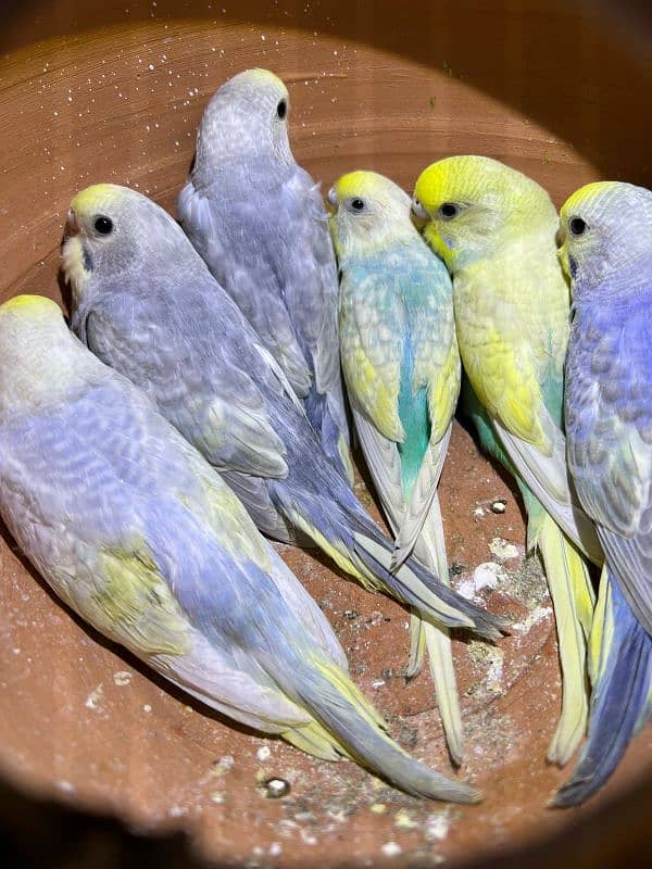 Required Rainbow Budgies (i need) 1