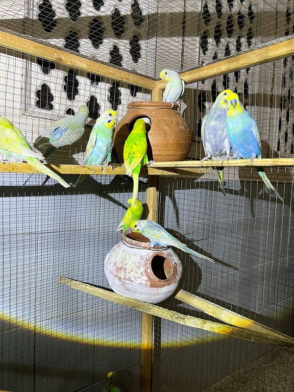 Required Rainbow Budgies (i need) 2