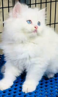 Cat/ Persian/ kittens/ Punch face/ triple coated/) Blue Eyes/ Baby/