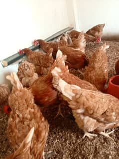 Boven brown daily egg laying healthy hens