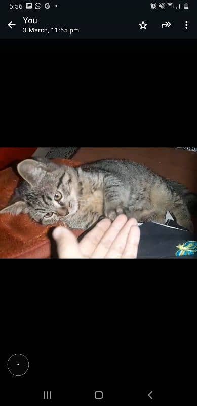 3 month old trained and playful kitten 0