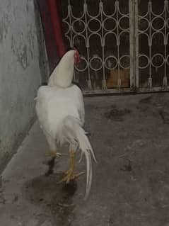 PAPAER WHITE kana ASEEL FOR SALE