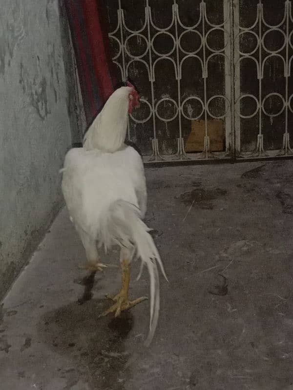 PAPAER WHITE kana ASEEL FOR SALE 0