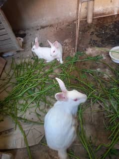 rabita white colour and red eye s