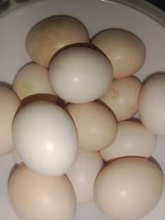 high quality aseel eggs