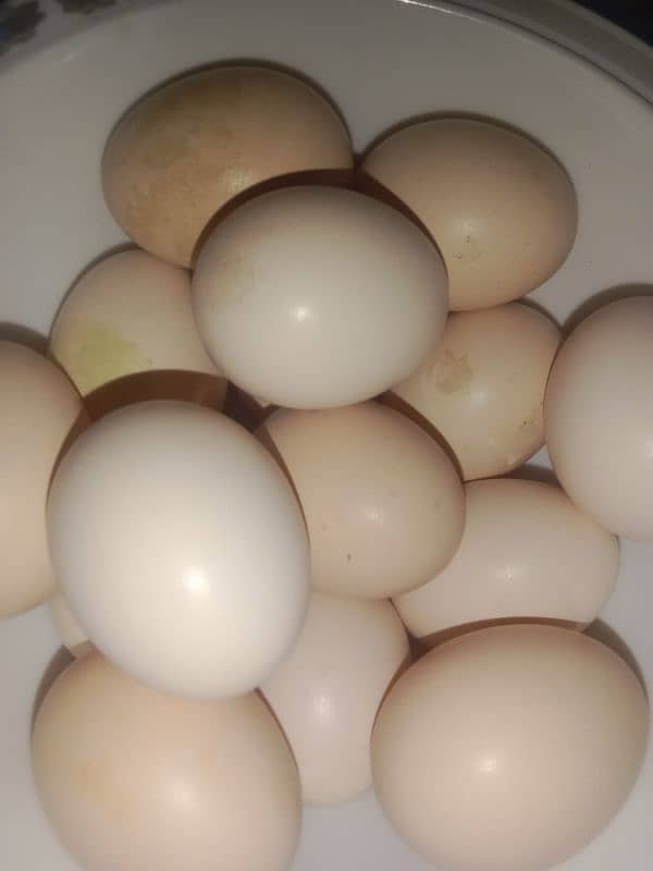 high quality aseel eggs 0