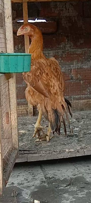 Indian Parrot Beak fertile egg 3