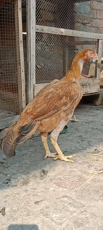 Indian Parrot Beak fertile egg 4