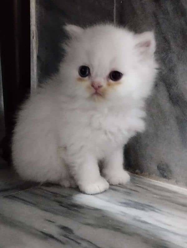 Cat/ Persian/ kittens/ Punch face/ triple coated{/ Blue Eyes/ Baby/ 0