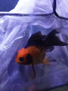 FANCY LOIN HEAD GOLDFISH FOR SELL