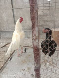 Aseel breeder pair and chicks