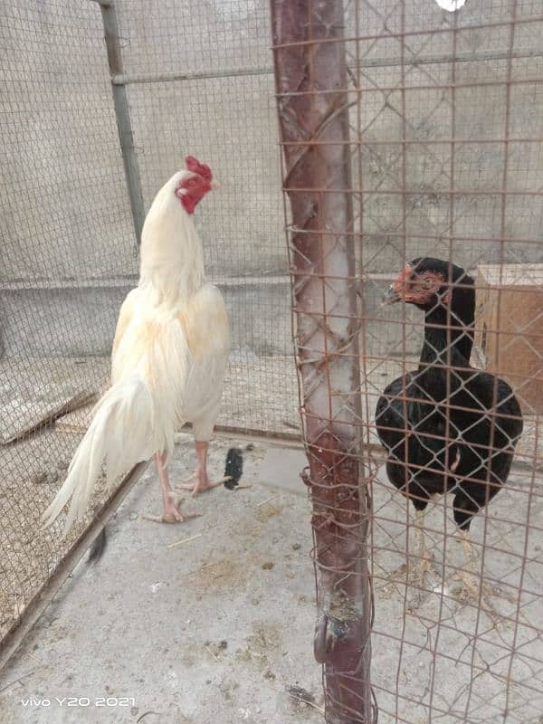 Aseel breeder pair and chicks 0