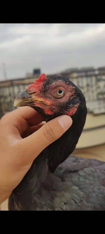 Aseel breeder pair and chicks 1