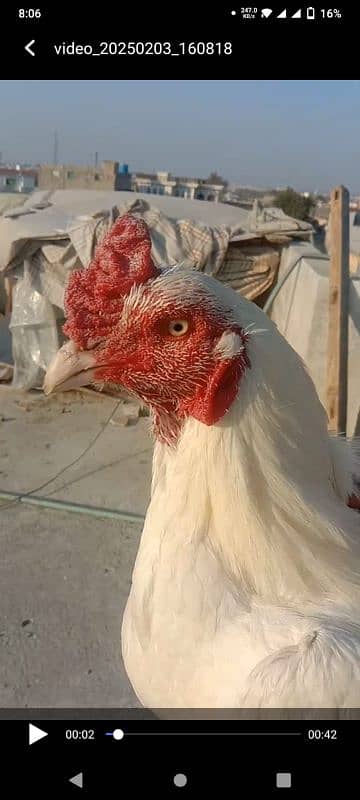 Aseel breeder pair and chicks 2