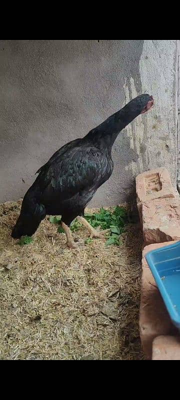 Aseel breeder pair and chicks 4