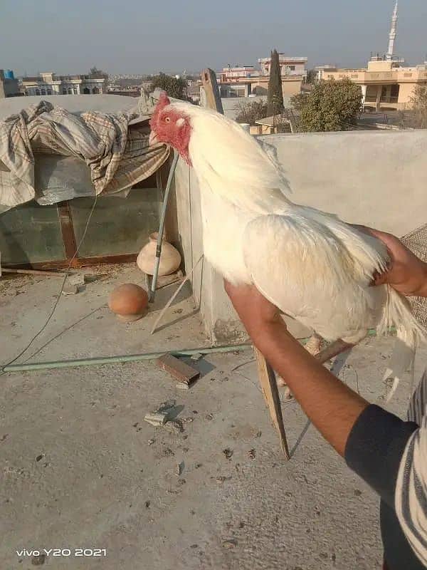 Aseel breeder pair and chicks 7