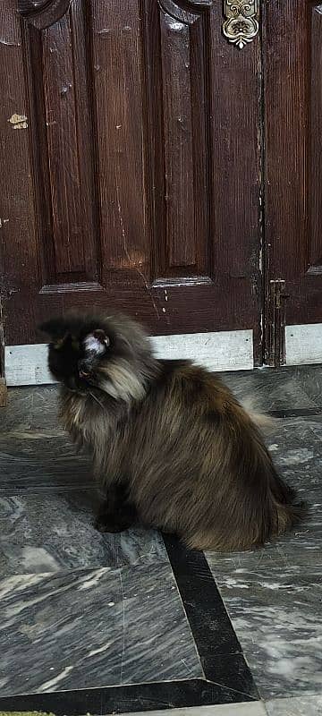 Persian Rare Female cat 1