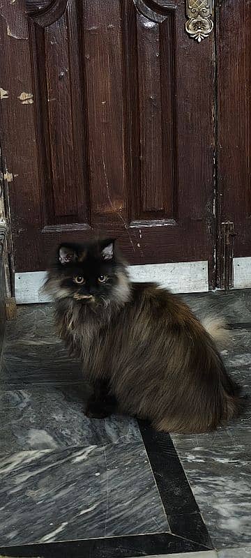 Persian Rare Female cat 2