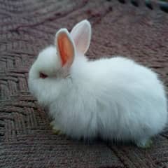 angora rabbits