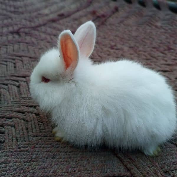 angora rabbits 0