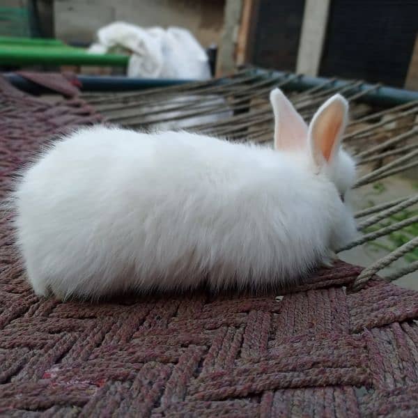 angora rabbits 1