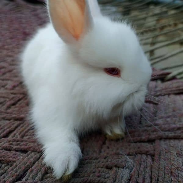 angora rabbits 2