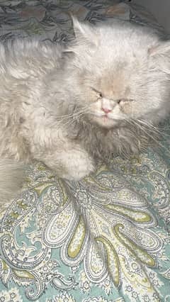 persian cat lost