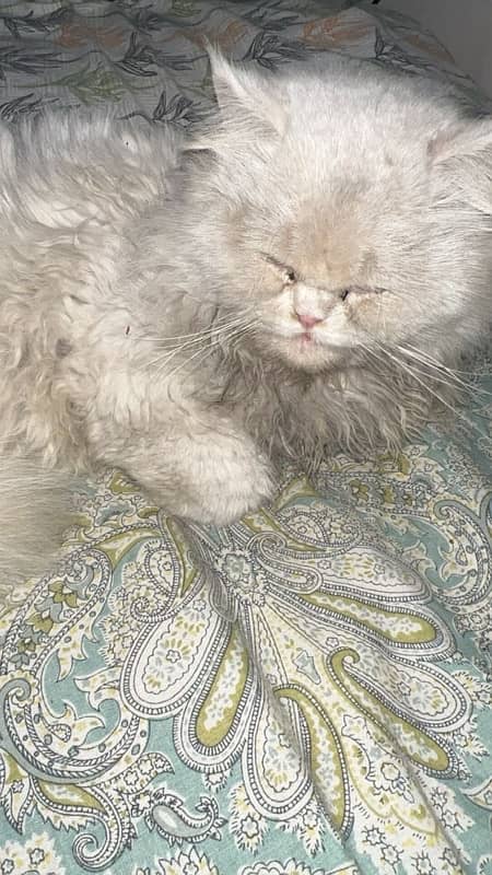 persian cat lost 0