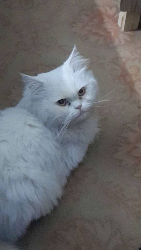 persian cat lost 1