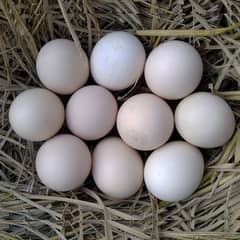 Fertile Eggs . . . . .