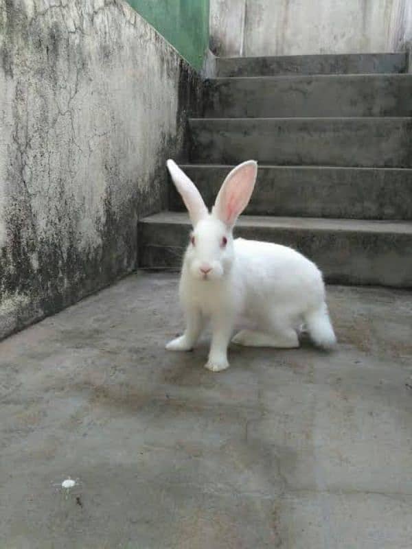 male and female rabbit 0