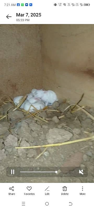 male and female rabbit 2