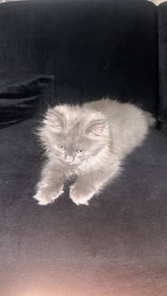 persian cat for sell