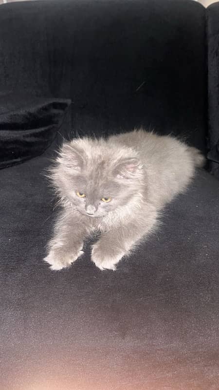 persian cat for sell 0