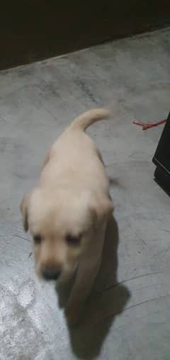 Pedigree female labrador 3007264703